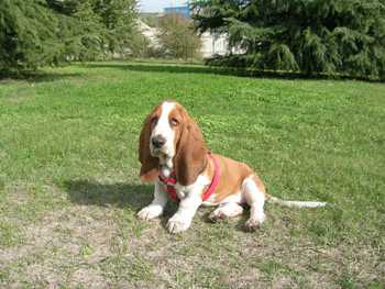 Cachorro Basset Hound