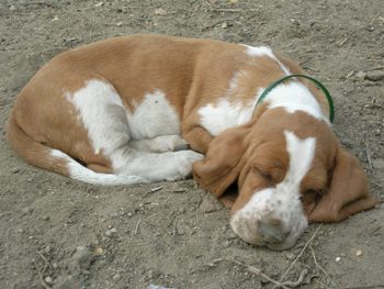 Cachorro Basset Hound