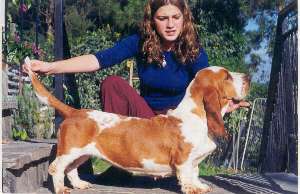 Basset Hound Da Fraga Enmeigada