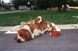 Basset Hound Queen´s Hermelin