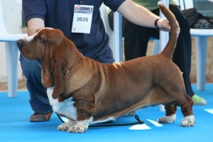 Basset Hound de La Jucarda