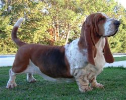Campeón Basset Hound Lake Park