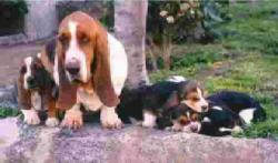 Cachorros Basset Hound Las Merindades