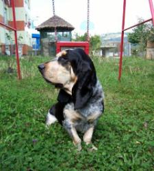 Sioux, Basset Hound protagonista en la localización de una persona desaparecida